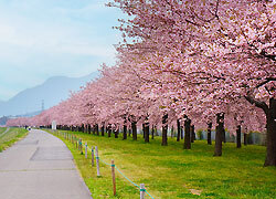 桜堤・菜の花畑