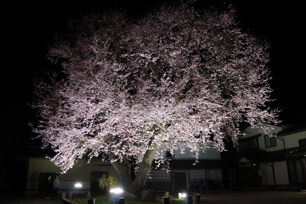 sakura_ojima.JPG