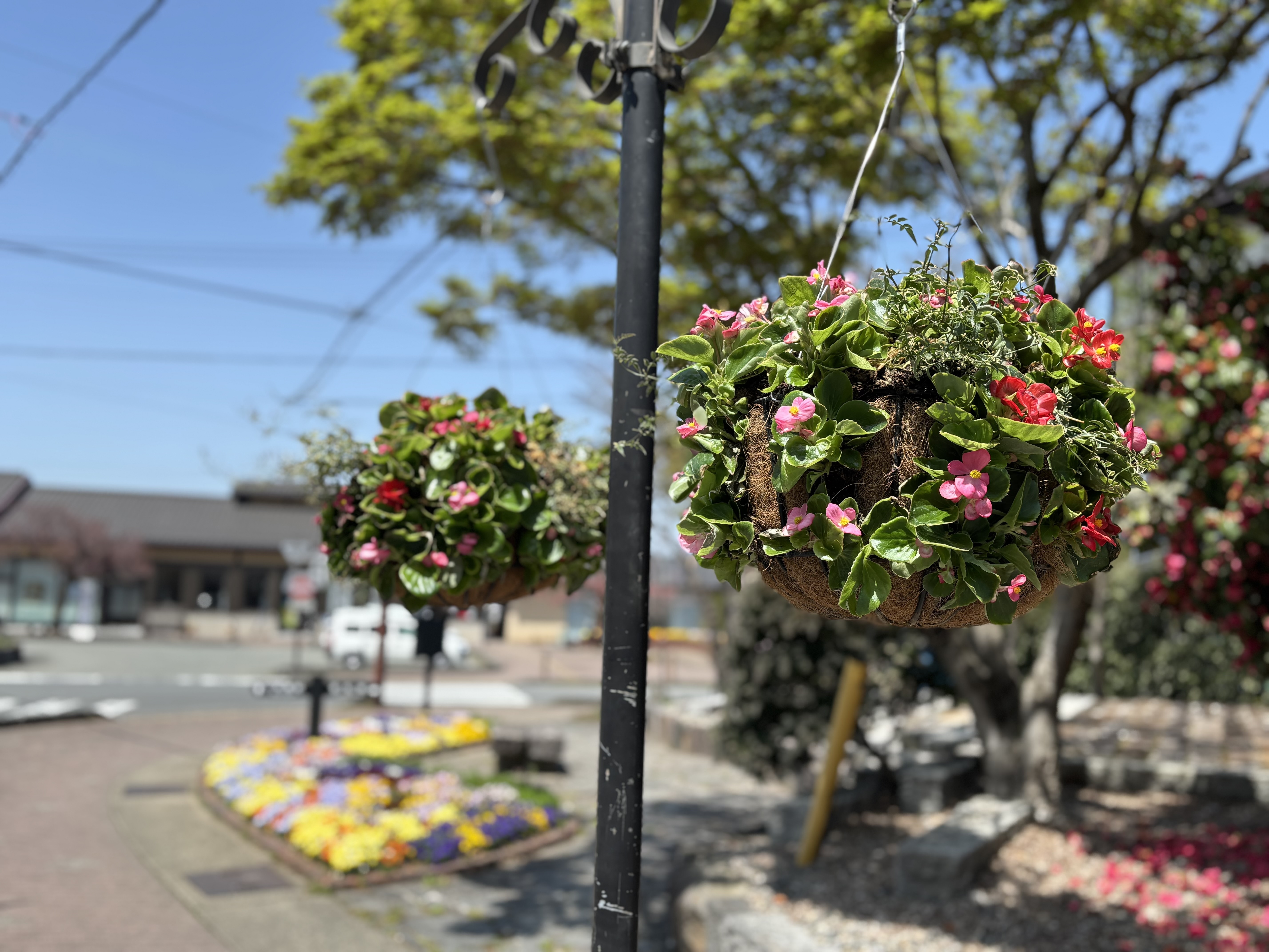 hangingbasket1.jpg