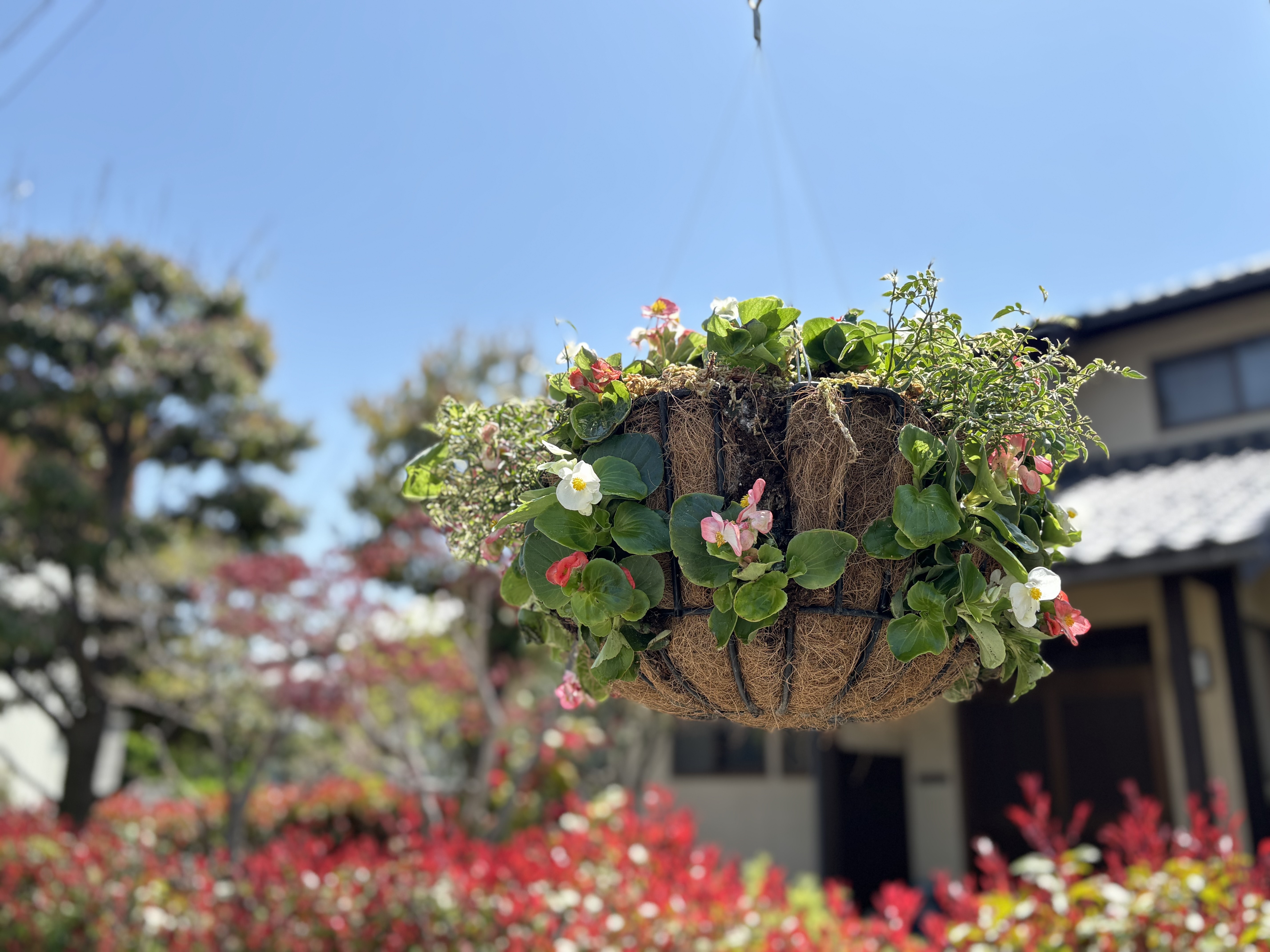 hangingbasket3.jpg