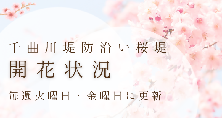 R8桜堤開花状況の画像