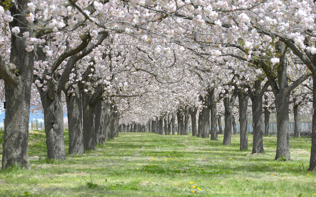 パソコン用小布施町ロゴの背景画像（桜並木）