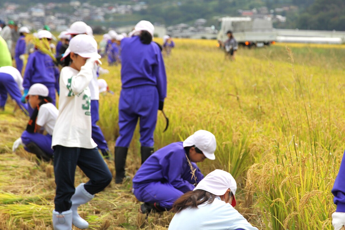 町の動き稲刈りMG_2449.JPG